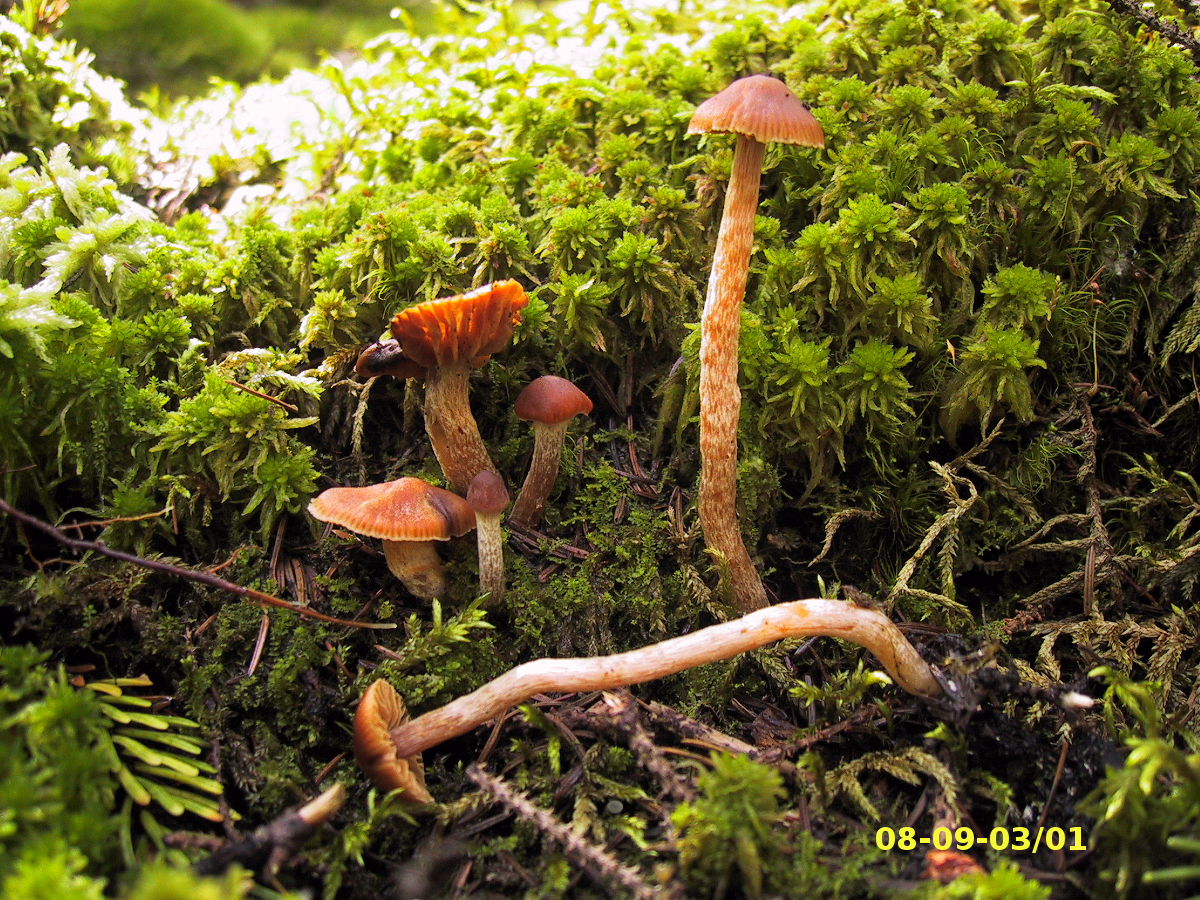 Picture of <i>Cortinarius albovariegatus</i>